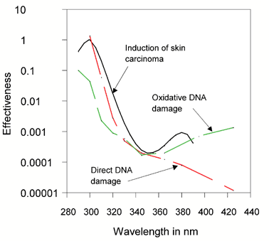 The wavelength dependence of induction of skin carcinomas30 compared to that of direct DNA damage (pyrimidine dimers) and indirect, oxidative DNA damage (e.g., 8-oxo-G).29 The DNA damage curves are shifted over the vertical axis by factors of 10 to coincide with the curve for skin carcinomas around 350 nm. Notice the correspondence between the curve for skin carcinomas and the upper contour for total DNA damage.