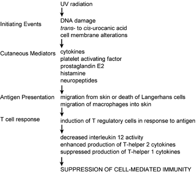 Details of the steps leading to UV-induced immunosuppression.