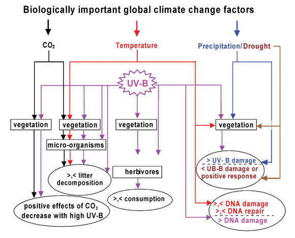 Major interactions of elevated UV-B with other climate change factors in terrestrial ecosystems. Lines indicate influence of climate change factors on different trophic levels (in rectangles) that affect processes (in ovals). Colors of lines: black, elevated CO2; red, elevated temperature; violet, enhanced UV-B; blue and brown, abundance and deficit of moisture, respectively. The symbols > and < refer to more and less, respectively.