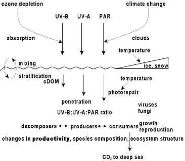 Concept of the aquatic food web affected by ozone depletion and climate change. PAR, photosynthetic active radiation (400–700 nm); CDOM, coloured dissolved organic material.
