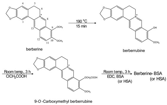 Synthesis of the hapten for conjugation with carrier protein 9-O-Carboxymethyl berberrubine preserved the chemical structure of berberine was designed for hapten and synthesized through the demethylation and carboxymethylation step following Iwasa's method and Sadykov's method.