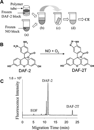 A, Arrangement of the sample and reagent blocks used for the DAF-2 contactless NO measurement. (a) The sample containing nitric oxide (NO) is placed in a microvial and frozen; the DAF-2 solution is placed in a polymer tube and frozen. (b) The DAF-2 block is positioned on top of the sample block. (c) The DAF-2 block is collected from the top of the NO block and placed in another polymer tube. (d) The DAF-2 block is thawed and analyzed by CE. B, The reaction between DAF-2 and NO in the presence of O2. C, The resulting capillary electropherogram from the DAF-2 block after exposure to NO shows the presence of DAF-2 and DAF-2T.
