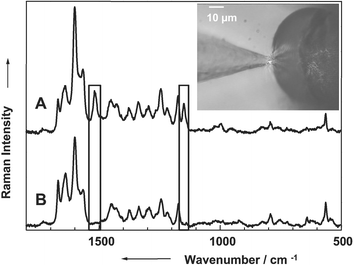 (A) Raman spectrum of the essential oil of a Bergamot mint recorded with the SERS fiber probe and the laboratory setup (laser power at the tip 1.2 mW). (B) Micro SERS (colloidal silver) spectrum of the essential oil of a Bergamot mint (laser power 60 mW). The inset shows an image of the SERS fiber probe touching the glandular trichome of the Bergamot mint containing the essential oil.