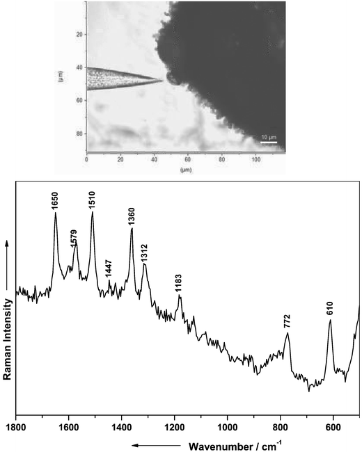 Raman spectrum of the essential oil of a spearmint recorded with the SERS fiber probe setup and the mobile Raman setup depicted in Fig. 1
					(laser power at the tip 2 µW). The upper part shows an image of the SERS fiber probe touching the glandular trichome of the spearmint containing the essential oil.