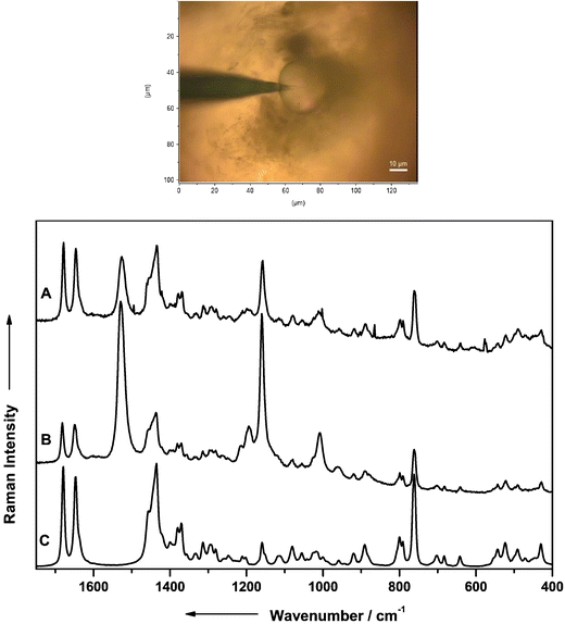 Top: microphotograph showing a gold coated SERS fiber probe penetrating into the essential oil containing lysigenic oil cavities of the citrus fruit kumquat; bottom: SERS spectrum of the essential oil located within the lysigenic oil cavities of kumquat recorded with the Au coated SERS fiber probe and the laboratory setup (A) and with a conventional micro-Raman setup (B). (C) Raman spectrum of limonen.