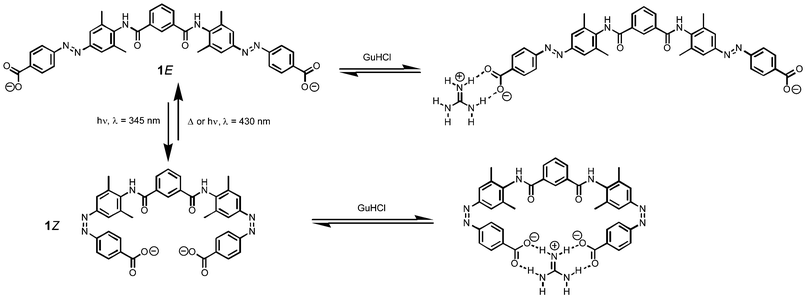 Photomodulated recognition of the guanidinium cation. Two-dimensional structures are used for the purposes of illustration, because the detailed conformational properties of the system have not been investigated. Although the isophthalamide moiety probably populates other conformations, the carboxylate groups are always remote in 1E and can only be close in 1Z.