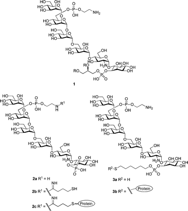 Malarial GPI (1) and model vaccine constructs (2c and 3b).