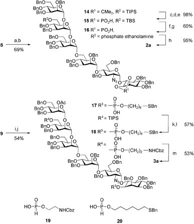 (a) MeOH, NaOMe; (b) BnBr, NaH; (c)TsOH, MeOH; (d) TBSCl, Im.; (e) Cl2PO2Me, Py.; (f) TBAF; (g) 1. 19, PivCl, pyridine; 2. I2; (h) Pd(OH)2, H2; (i) Sc(OTf)3, H2O; (j) 1. 20, PivCl, pyridine; 2. I2; (k) PdCl2, NaOAc, HOAc, H2O; (l) 1. 19, PivCl, pyridine; 2. I2; (m) 1. NaOMe, MeOH; 2. Na, NH3.
