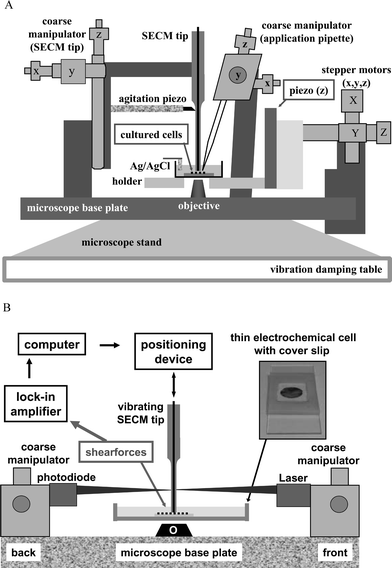 A. Schematic representation of a biological scanning electrochemical microscope (Bio-SECM) built around an inverted optical microscope. B. Block diagram of the shearforce based distance control with an optical detection of the vibration amplitude of an oscillating SECM tip.