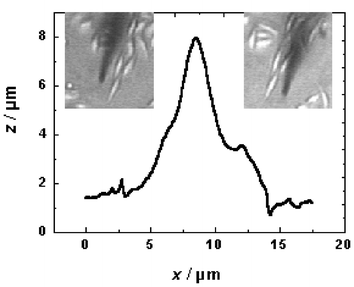 Topographical imaging of a soft biological sample with the Bio-SECM. The line scan across a fibroblast cell was obtained in the constant-distance mode of operation with an optical detection of shearforces and a 2 μm diameter carbon fibre microdisk electrode acting as the scanning probe. The insets show the relative position of the SECM tip before (left) and after (right) completion of a full scan.