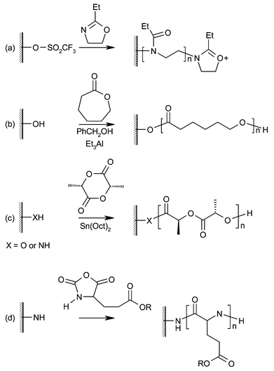 Polymer brushes grown by living ring opening polymerization (ROP). (a) Poly(N-propionylethyleneimine), (b) poly(ε-caprolactone), (c) poly(lactic acid), (d) poly(glutamate).
