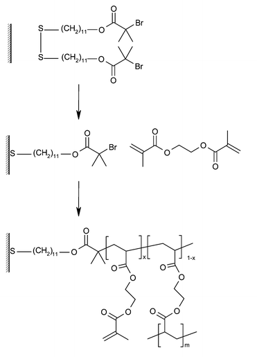 Cross-linked polymer brushes grown by ATRP of ethylene glycol dimethacrylate.
