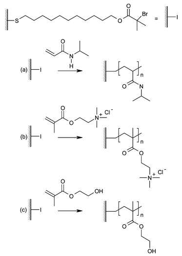 Polymer brushes grown by ATRP. (a) Poly(N-isopropylacrylamide)
						(PNIPAM), (b) poly(2-(methacyloyloxy)ethyl trimethylammonium chloride)
						(PMETAC), (c) poly(hydroxyethyl methacrylate)
						(PHEMA).