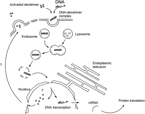 Proposed scheme for the transfection of DNA into the cell nucleus aided by ‘activated’ dendrimers.