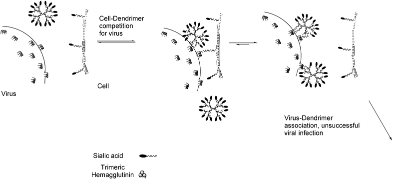Cartoon showing the anti-viral action of dendrimer drugs. Binding of the virus to the cell membrane, and subsequent penetration of the cell wall by the virus (endocytosis) is inhibited by the sialic acid decorated dendrimer drug.