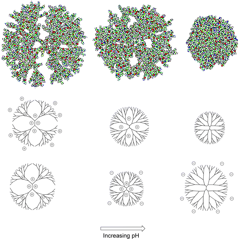 Top row: Three dimensional depiction of conformational change of an amino-terminated PAMAM dendrimer at increasing pH (reprinted with kind permission from reference 28, copyright (2002) American Chemical Society). Middle row: Two-dimensional depiction of the conformational change of an amino-terminated PAMAM dendrimer upon increasing pH. Bottom row: Two-dimensional depiction of the conformational change of a carboxy-terminated PPI dendrimer at increasing pH.30