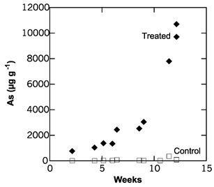 Arsenic concentration in P. vittata fronds grown in hydroponical system with (◆) or without (□) the addition of Na2HAsO4
					(100 µg As(v) mL−1).