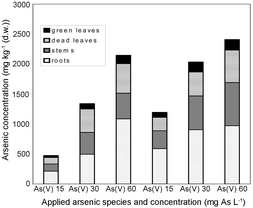 Distribution of arsenic on different organs of Silene vulgaris after application of As(iii) and As(v) at three concentrations. Fig. 3.