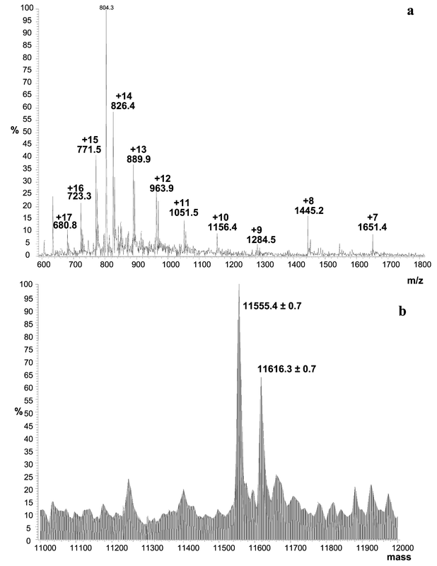 Electrospray IT MS spectrum of intact Se-containing proteins extracted from spot 5 in Fig. 6. Sample preparation described in Fig. 3. (a) MS spectrum in the range m/z 600–1800, (b) deconvoluted mass spectrum in the range 11000–12000 Da.