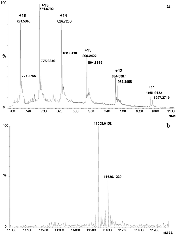 Electrospray TOF MS spectrum of intact Se-containing proteins extracted from spot 5 in Fig. 6. Sample preparation described in Fig. 3. (a) MS spectrum in the range m/z 600–1800, (b) deconvoluted mass spectrum in the range 11000–12000 Da.