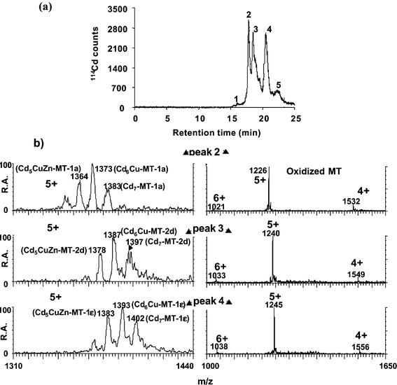 RP HPLC-ICP-TOFMS (a) and RP HPLC-ESI-MS (b) analysis of rabbit liver MT1. The ES mass spectra were taken at the apices of the peaks 2, 3 and 4 (detected by ICP-MS) for the metal–MT complexes (pH 7.4) and for the "in-source" oxidized MT isoforms.