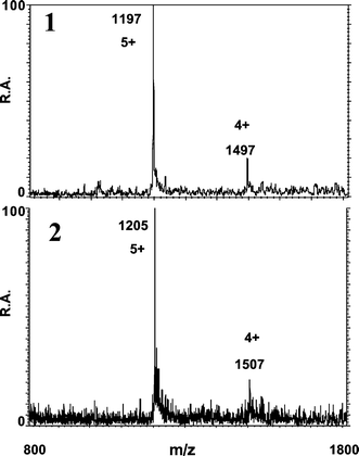 ESI mass spectra taken at the apices of peaks 1 (1) and 2 (2) observed for oxidized MT isoforms of carp liver.