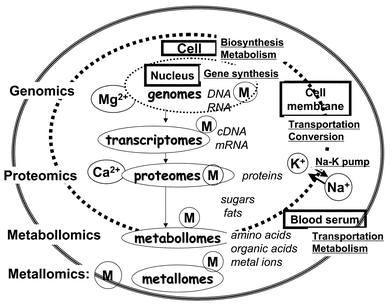 A schematic model of the biological system, showing the relationships among genomics, proteomics, metabollomics and metallomics, where metallic ions are shown as M.