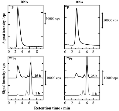 Chromatograms of cisplatin in DNA and RNA aqueous solutions with 31P- and 195Pt-detections by ICP-MS. Samples: 0.05% DNA and 0.05% RNA aqueous solutions added with 600 ng ml−1 of cisplatin. Other experimental conditions were the same as in Fig. 5.