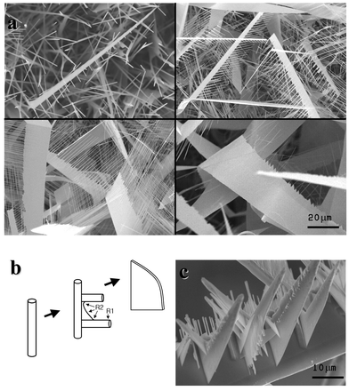 (a) SEM images showing the evolutionary stages of the nanosheets from the comb-like structure toward the sheet structure, which were obtained by controlling the growth time from a few seconds to several hours. (b) A schematic illustration showing the possible growth mechanism of the ultrawide nanosheets. (c) Hierarchical 3D arrays of nanosheets.