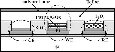 Schematic diagram of a microfabricated glucose sensor (CE = counter electrode; WE = working electrode; RE = reference electrode).