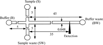 Schematic diagram of the channel design of the microfluidic chip. Dimensions are given in mm.