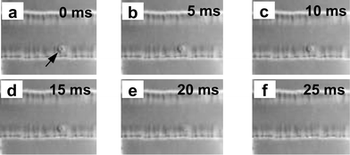 CCD images showing the critical stages of cell lysis. Separate images were taken at intervals of 5 ms. Arrow indicates the single cell, (a) corresponds to the starting point of the lysis, (f) corresponds to the complete cell-lysis.