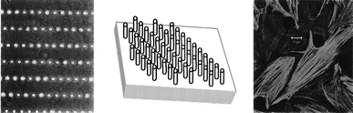 Micropegs can be used to create microarchitectures which direct cell attachment and morphology.24