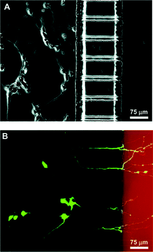 Demonstration of neuronal culture inside the microfabricated device and effectiveness of neuritic insult containment. (a) Phase micrograph of neurons extending processes to the neuritic chamber after 4 days in culture. (b) Epifluorescence micrography of the same region with cells stained with calcein AM (green) and isolation of Texas red dextran (red) in the neuritic chamber. Only live cells can take up calcein and become fluorescently labeled. The micrograph clearly demonstrates selective labeling of neurons that have processes extending into the neuritic side.53