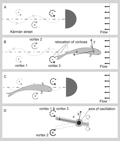 Different types of wakes. (A) Flow around a bluff object producing a Kármán street. (B) Wake generated by a fish swimming, similar to a Kármán street configuration but with opposite rotating direction. (C) A fish swimming, taking advantage of the drag jet in a Kármán street. (D) Vortices generated by a pitching bar. The x coordinate of the vortices does not change through time.