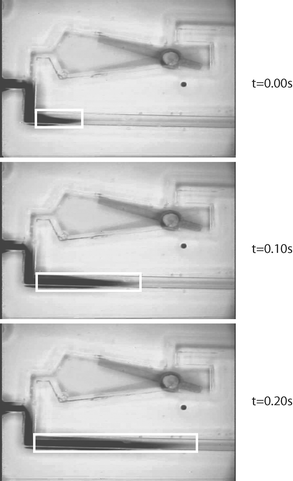Sequence of pictures showing the movement of the dye with the flow at a constant speed of oscillation of the bar. The increment of dark area inside the white rectangles was measured to calculate the flow rate. The pictures were taken every 0.1 sec with a Sony Hyper HAD camera and an oscilloscope Olympus SZX12.