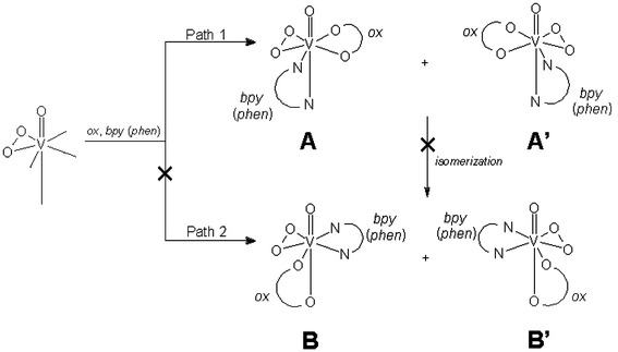 Formation and isomerization of [VO(O2)(ox)(bpy)]− and [VO(O2)(ox)(phen)]−.