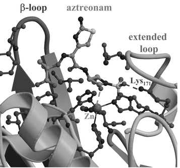 Docking model of a complex between aztreonam and the B. cereus enzyme.