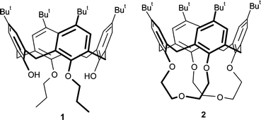 Schematic representation of calix[4]arene derivatives 1 and 2.