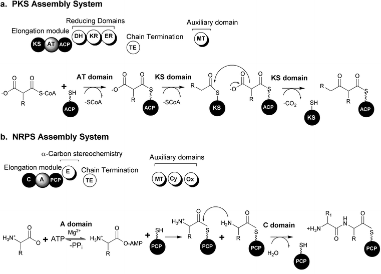 Modular biosynthetic pathway systems. (a) Polyketide synthase (PKS) organization and mechanisms. (b) Nonribosomal peptide synthetase (NRPS) organization and mechanisms. (KS: ketosynthase, AT: acyl transferase, ACP: acyl carrier protein, DH: dehydratase, KR: ketoreductase, ER: enoyl reductase, TE: thioesterase, MT: methyl transferase, C: condensation, A: adenylation, PCP: peptidyl carrier protein, E: epimerase, Cy: cyclization, Ox: oxidoreductase)
						(Figure adapted from Schwarzer et al., 2003).23