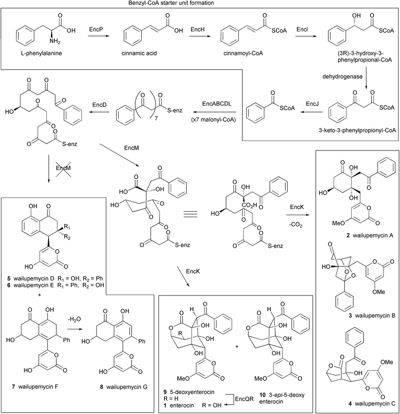 Proposed biosynthetic pathway for enterocin and the benzoyl-CoA starter unit. EncP: phenylalanine ammonia-lyase, EncH: cinnamate-CoA ligase, EncI: cinnamoyl-CoA hydratase, EncJ: 3-keto-3-phenylpropionyl-CoA thiolase, EncABCD: minimal PKS, EncL: aromatic acyl transferase, EncM: oxygenase, EncK: methyl transferase, EncQ: ferredoxin, EncR: cytochrome P-450 hydroxylase.