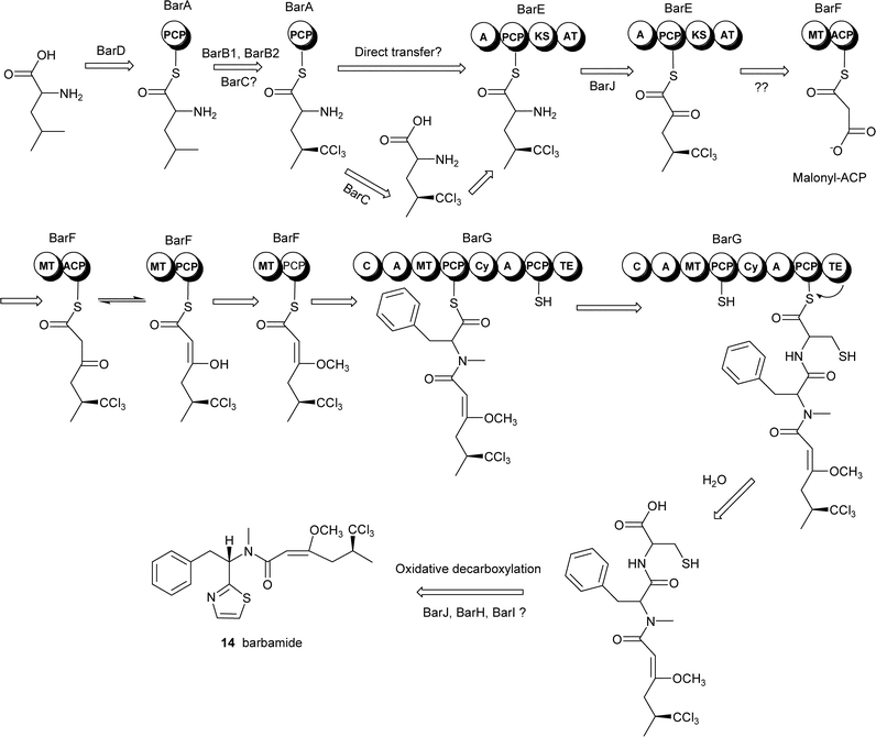 Proposed biosynthetic pathway for the cyanobacterial lipopeptide barbamide. Reprinted from Chang et al., 2002 with permission from Elsevier.7