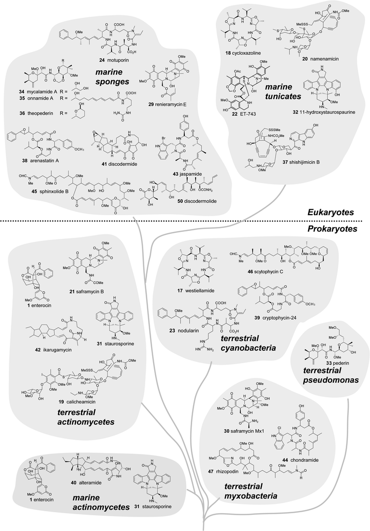Marine natural products and structural analogues from terrestrial microbes arranged in a “chemo-taxonomic tree”. Compounds isolated from prokaryotes (bacteria) are shown in the lower half and metabolites from sponges and ascidians (multicellular eukaryotes) are shown in the upper half of the diagram.