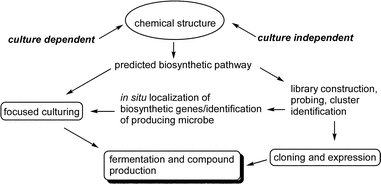 Overview of a molecular genetic/cloning strategy for marine compounds.
