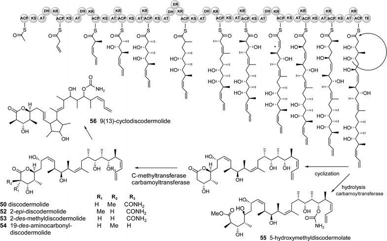 Predicted biosynthetic pathway for discodermolide and derivatives. (The cluster probably contains several genes but the organisation/number of modules cannot be predicted and it is therefore depicted as a single gene for simplicity)