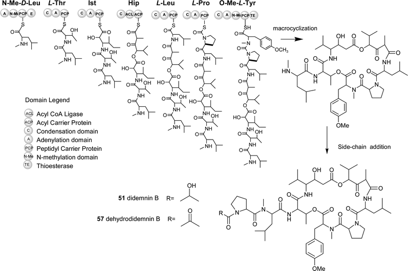 Predicted biosynthetic pathway for didemnin B and derivatives. (NMe-d-Leu: N-methyl-d-Leucine, Ist: Isostatine, Hip: Hydroxylvaleryl isopropionyl, O-Me-l-Tyr: O-methyl-l-Tyrosine)