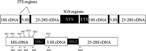 Fungal rDNA gene cluster with an expansion showing common primer sites.