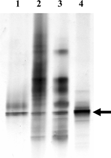 Denaturing gradient gel electrophoresis of 16S rRNA from Bugula neritina. Samples are PCR amplifications of 1) a cloned 16S rRNA from E. sertula, 2) DNA isolated from adult B. neritina, 3) DNA isolated from a bacterially enriched fraction of adult B. neritina, and 4) DNA from B. neritina larvae. Arrow denotes the 16S rRNA band from E. sertula, other bands (lanes 2 and 3) are from other bacteria associated with the host.