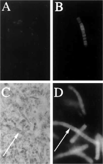 Fluorescent in situ hybridization of E. palauensis in tissue of the sponge Theonella swinhoei.32A, B Universal bacterial 16S rRNA probe; C, DE. palauensis-specific 16S rRNA probe. A Fluorescence micrograph of unicellular bacteria (400 ×); B Fluorescence micrograph of filamentous bacteria (800 ×); C Light micrograph (400 ×); D fluorescence micrograph (400 ×)
						(arrows indicate identical filaments in C and D). Used with permission of the authors and the journal Marine Biology.