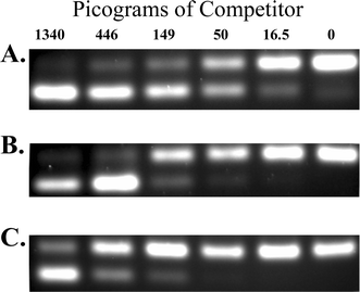 Competitive PCR analysis of DNA preparations from Bugula neritina. Panels depict agarose gel separations of PCR products, amplified from the KSa β-ketoacyl synthase domain of the putative bryostatin gene cluster.14 The upper band in each panel is amplification from the authentic gene copy, and the lower band is from an added amount (in picograms, denoted at the top) of a clone of KSa with a small internal deletion (the competitor). When the amount of competitor DNA is equivalent to the amount of the authentic gene copy, amplification products in the upper and lower bands are of equal intensity (e.g. panel A, 50 pg). By titrating the amount of added competitor, conditions are determined where amplification is equal, and the greater the amount of competitor needed for this (or the transition between lower and upper band predominance), the more enriched the genomic DNA is in the target gene. In this experiment, A) total, B) bacterial enriched, and C) Hoechst dye–CsCl gradient fractionated DNAs (see text for explanation) are compared. The data indicate 5.5-fold enrichment in the bacterial fraction, and 16-fold enrichment in the Hoechst dye–CsCl gradient DNA, relative to the total DNA preparation.